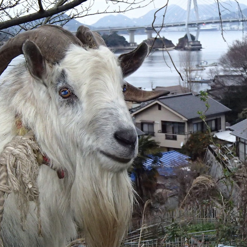 人気特価激安 goat twins 千鶴がつづる～塩屋の嫁日記～ 二匹の山羊