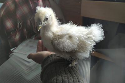 silky, four-week-old