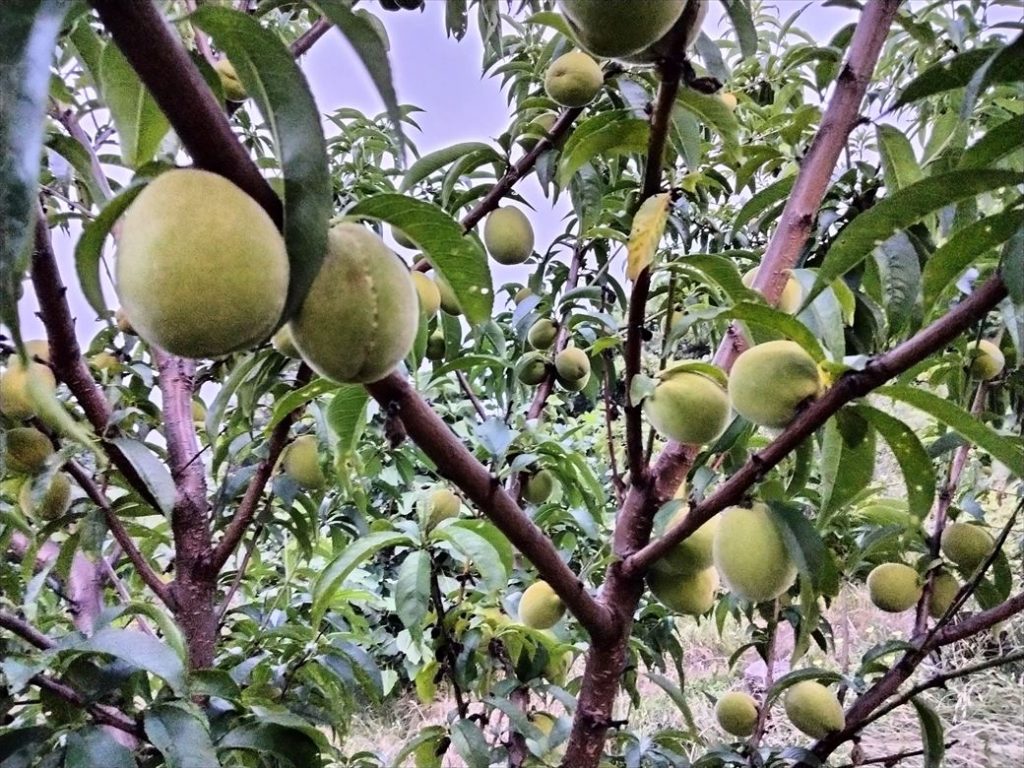 Plum tree