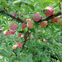 Japanese plum