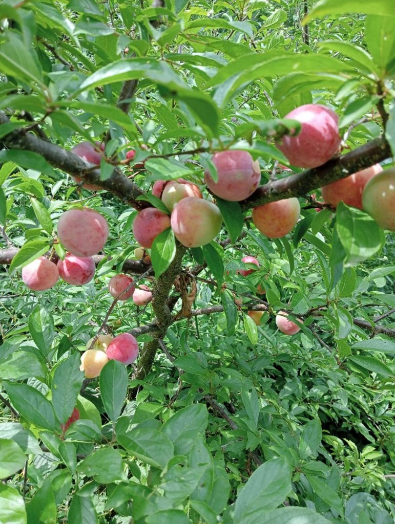 Japanese plum